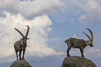 ibex