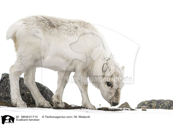 Spitzbergen-Ren / Svalbard reindeer / MAW-01710