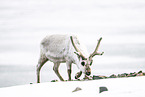 Svalbard reindeer