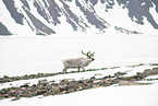 Svalbard reindeer