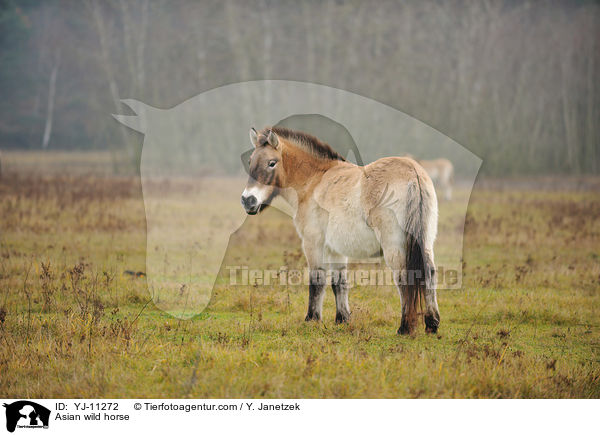 Przewalskipferd / Asian wild horse / YJ-11272