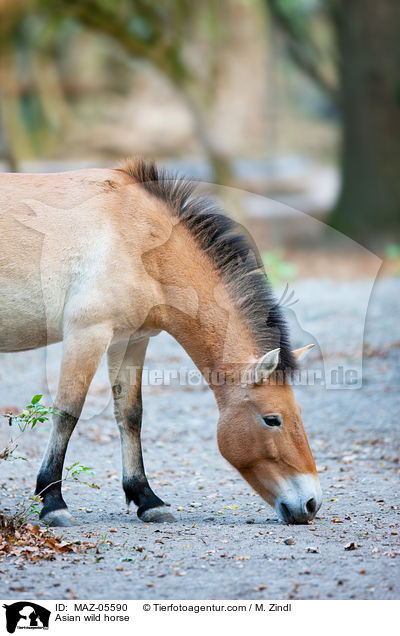 Przewalskipferd / Asian wild horse / MAZ-05590