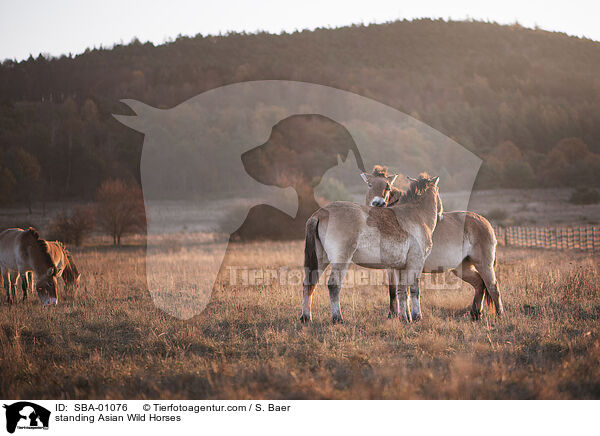 standing Asian Wild Horses / SBA-01076