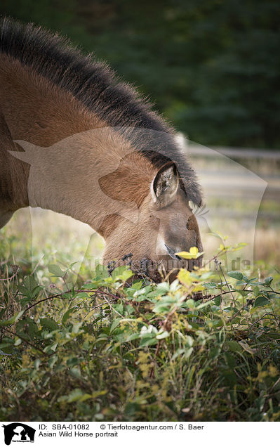 Asian Wild Horse portrait / SBA-01082