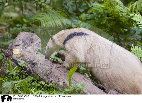 Kleiner Ameisenbr / tamandua / PW-09598