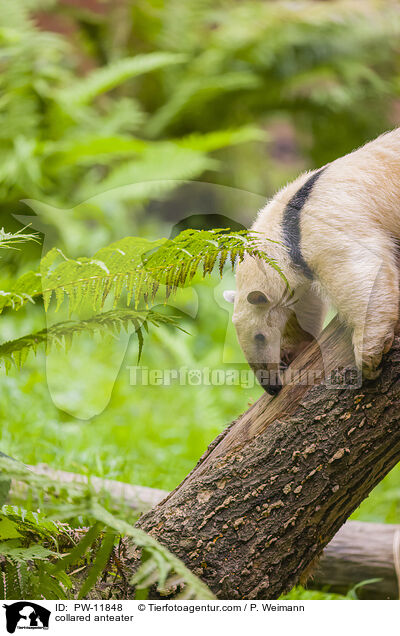 Tamandua / collared anteater / PW-11848