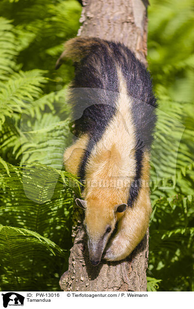 Tamandua / Tamandua / PW-13016