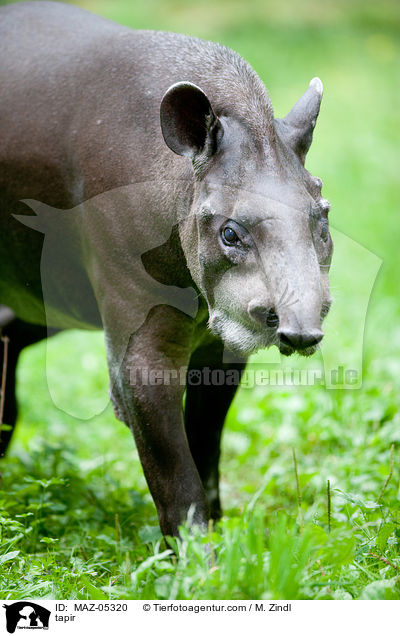 tapir / MAZ-05320