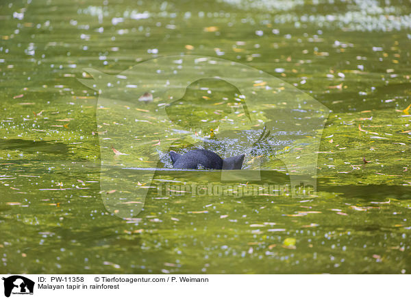 Schabrackentapir im Regenwald / Malayan tapir in rainforest / PW-11358