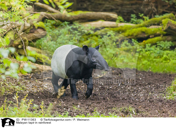 Schabrackentapir im Regenwald / Malayan tapir in rainforest / PW-11363