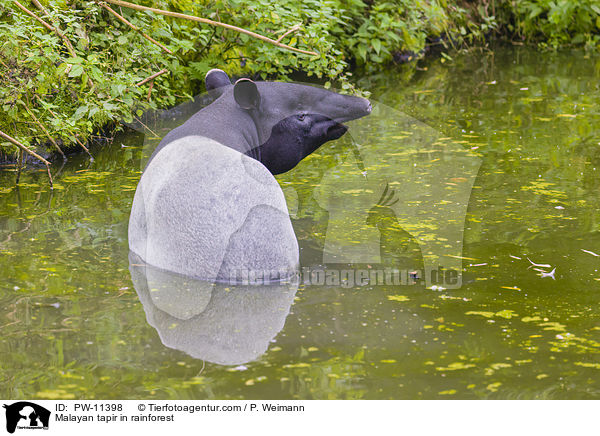 Schabrackentapir im Regenwald / Malayan tapir in rainforest / PW-11398