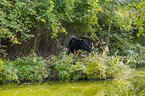 Malayan tapir in rainforest