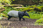 Malayan tapir in rainforest