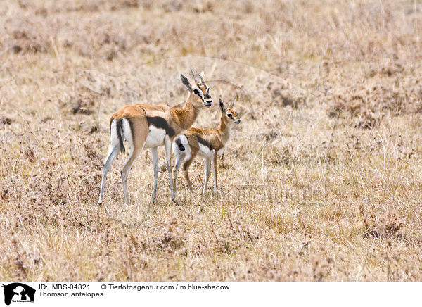 Thomson-Gazellen / Thomson antelopes / MBS-04821