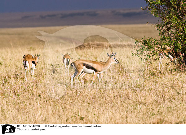 Thomson antelopes / MBS-04828