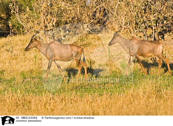 common tsessebes / MBS-03089