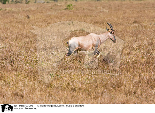 common tsessebe / MBS-03093