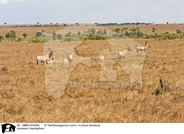 common tsessebes / MBS-03094