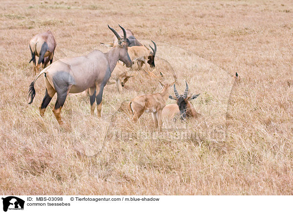 common tsessebes / MBS-03098