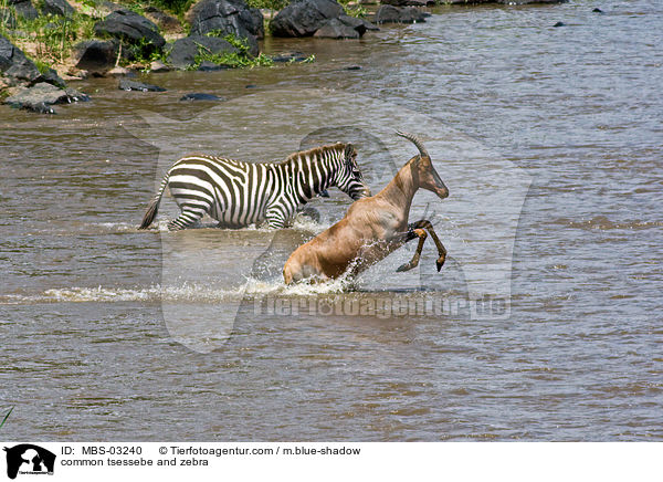 Topi und Zebra / common tsessebe and zebra / MBS-03240