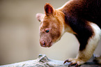 tree kangaroo