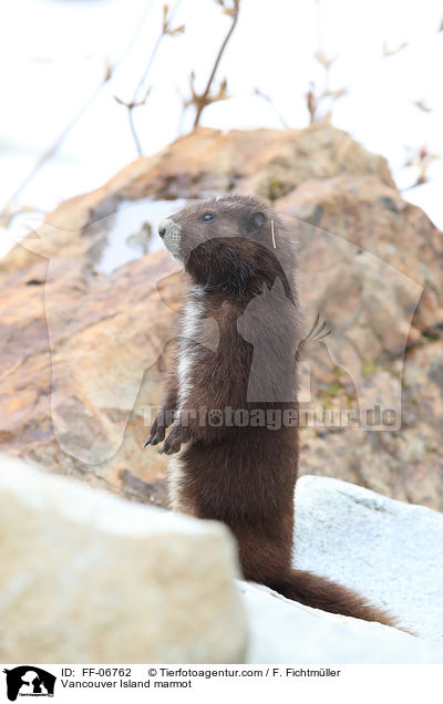 Vancouver Island marmot / FF-06762