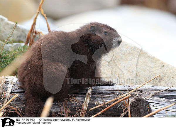 Vancouver-Murmeltier / Vancouver Island marmot / FF-06763