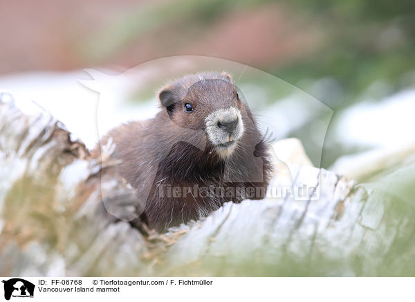 Vancouver-Murmeltier / Vancouver Island marmot / FF-06768