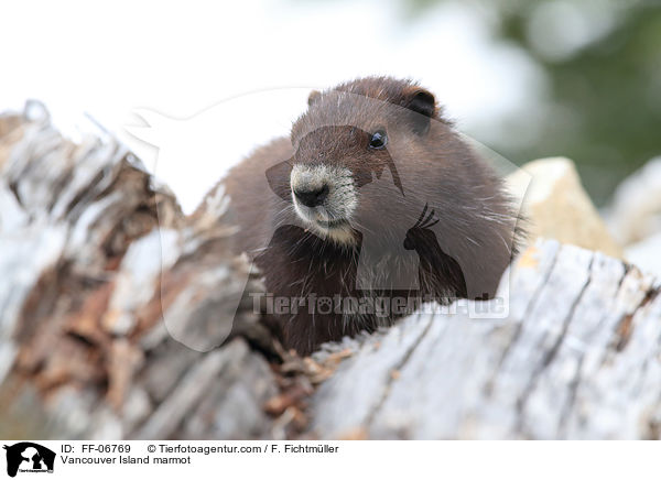 Vancouver-Murmeltier / Vancouver Island marmot / FF-06769