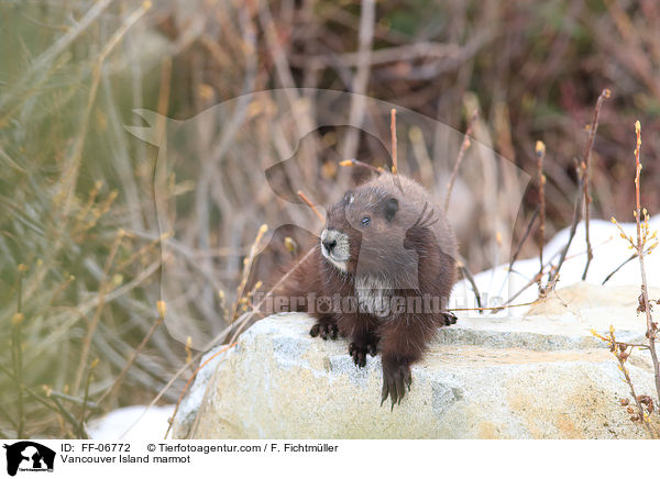 Vancouver-Murmeltier / Vancouver Island marmot / FF-06772