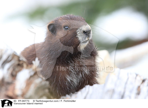Vancouver-Murmeltier / Vancouver Island marmot / FF-06773