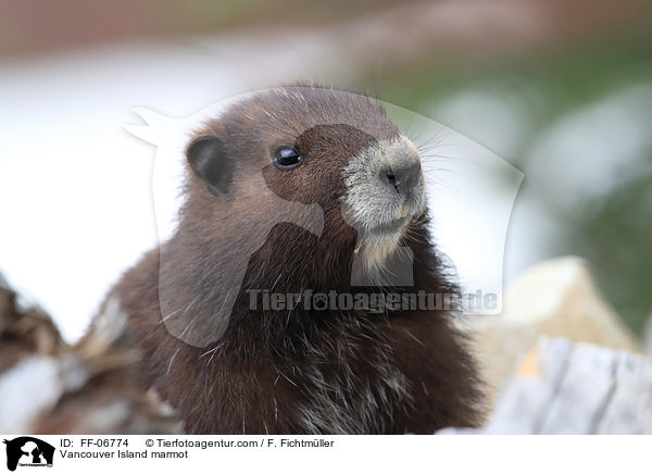 Vancouver-Murmeltier / Vancouver Island marmot / FF-06774
