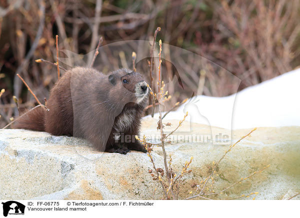 Vancouver-Murmeltier / Vancouver Island marmot / FF-06775