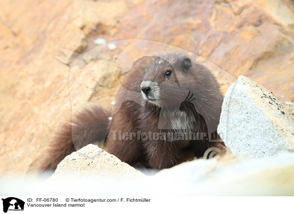 Vancouver-Murmeltier / Vancouver Island marmot / FF-06780