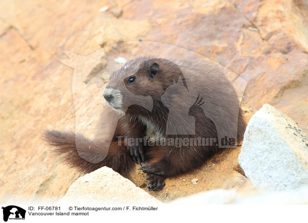Vancouver-Murmeltier / Vancouver Island marmot / FF-06781