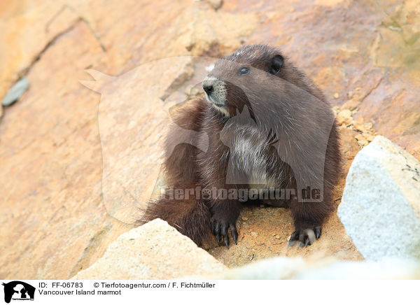 Vancouver-Murmeltier / Vancouver Island marmot / FF-06783