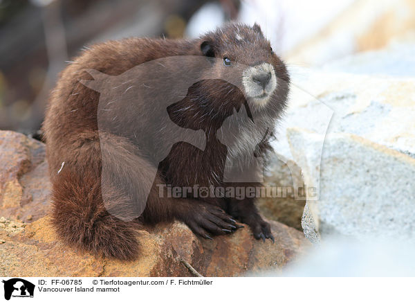 Vancouver-Murmeltier / Vancouver Island marmot / FF-06785