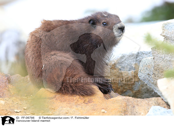 Vancouver-Murmeltier / Vancouver Island marmot / FF-06786