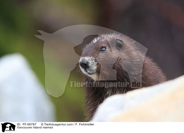 Vancouver-Murmeltier / Vancouver Island marmot / FF-06787