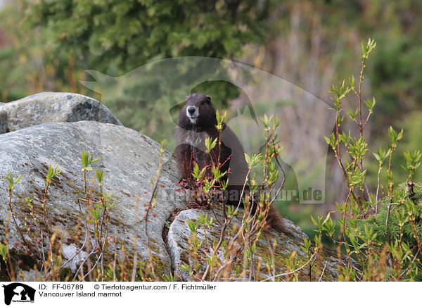 Vancouver-Murmeltier / Vancouver Island marmot / FF-06789