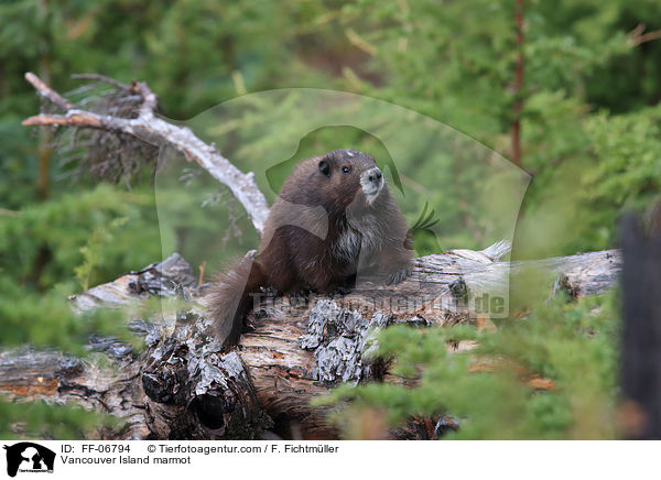Vancouver-Murmeltier / Vancouver Island marmot / FF-06794