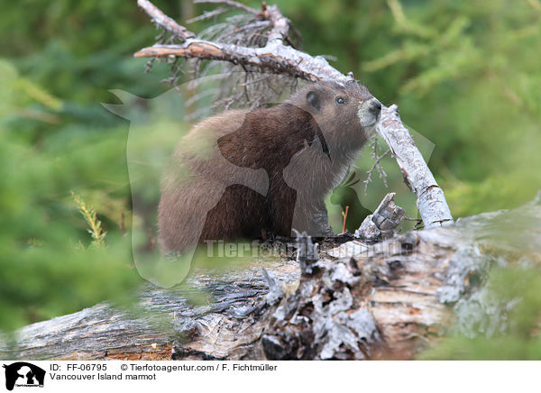 Vancouver-Murmeltier / Vancouver Island marmot / FF-06795