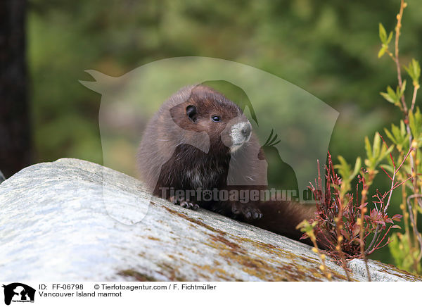 Vancouver-Murmeltier / Vancouver Island marmot / FF-06798