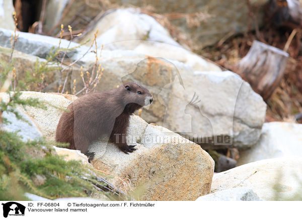 Vancouver-Murmeltier / Vancouver Island marmot / FF-06804