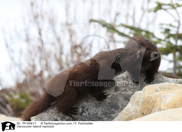 Vancouver-Murmeltiere / Vancouver Island marmots / FF-06811