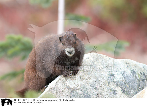 Vancouver-Murmeltier / Vancouver Island marmot / FF-06816