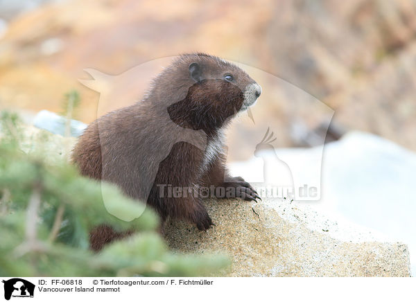 Vancouver Island marmot / FF-06818