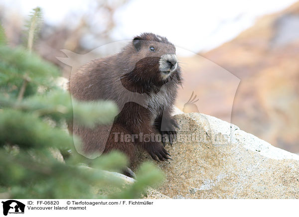 Vancouver-Murmeltier / Vancouver Island marmot / FF-06820