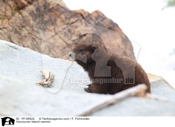 Vancouver-Murmeltier / Vancouver Island marmot / FF-06822