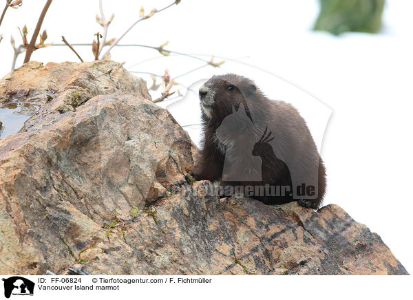 Vancouver-Murmeltier / Vancouver Island marmot / FF-06824